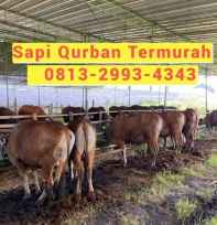 Penjual Sapi Qurban