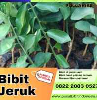 Bibit Jeruk Nipis