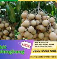 Bibit Kelengkeng