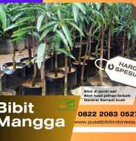 Bibit Pisang