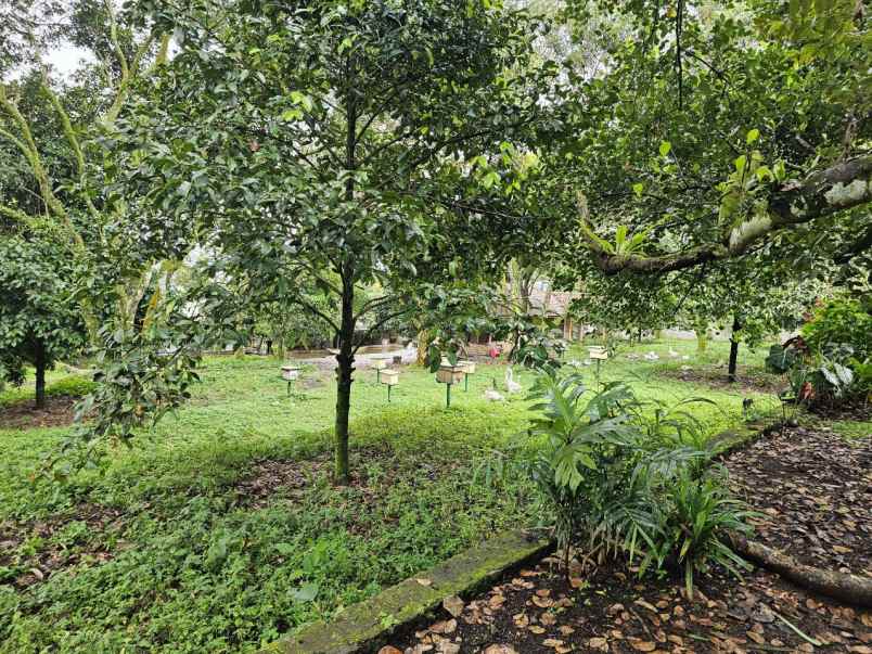 tanah bogor