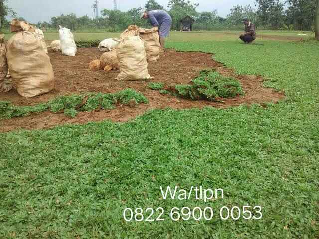 konstruksi dan taman alang alang lebar