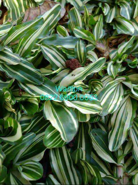 konstruksi dan taman alang alang lebar