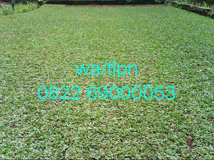 konstruksi dan taman alang alang lebar