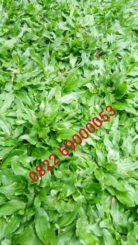 konstruksi dan taman ilir barat i