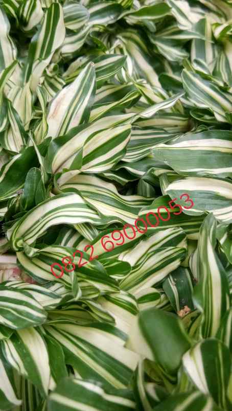 konstruksi dan taman ilir barat i