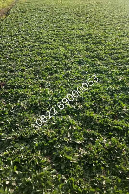 konstruksi dan taman ilir barat i