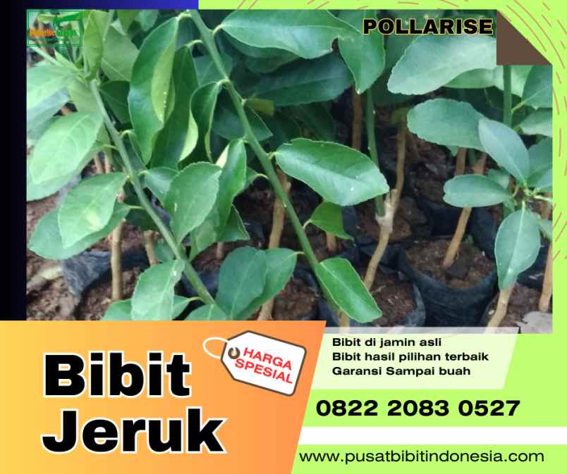 produk lain caringin