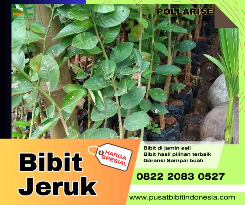 produk lain srumbung