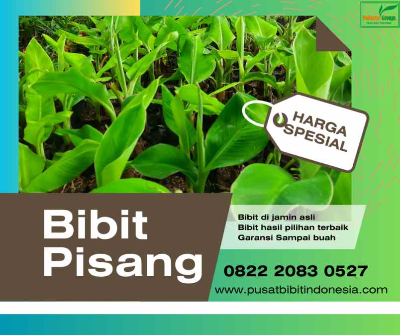 produk lain pulau tiga